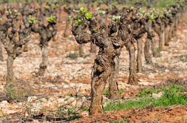 Vignoble au printemps