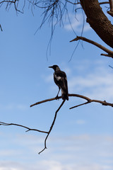 Australian Magpie