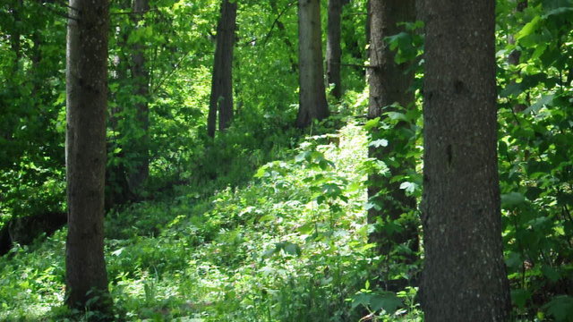 Im Schwarzwald