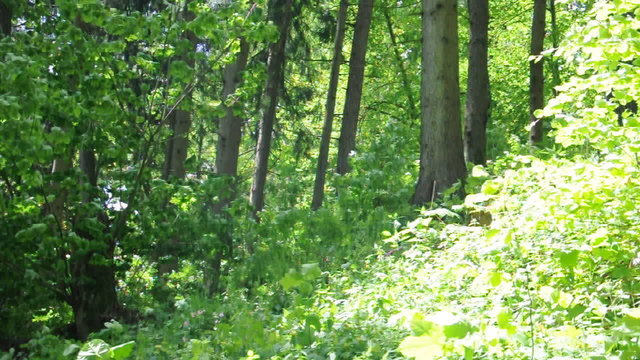 Im Schwarzwald