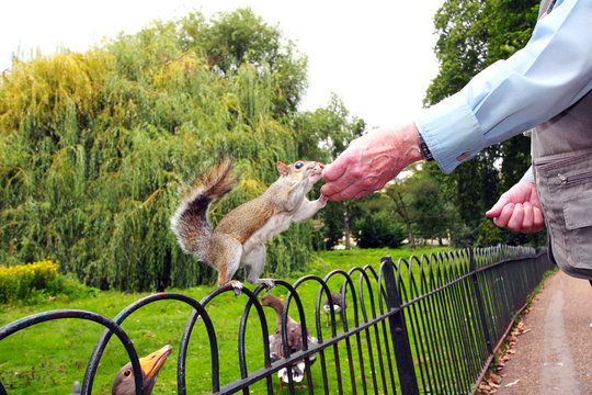 Old man feeding a squirrel in St James Park, London
