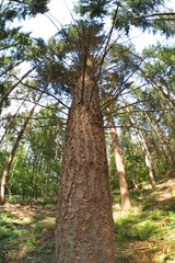Baum von unten