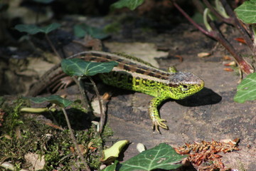 close up with lacerta agilis lizard