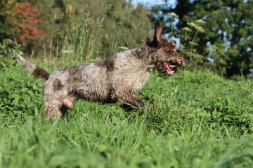 silhouette élégante du chien d'arrêt