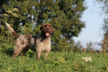 beautiful hunting dog in the country
