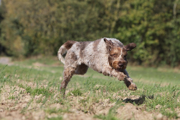 hunting dog galoping and jumping