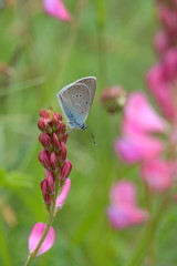 Bläuling auf Esparsette
