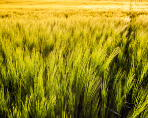 Wheat Field