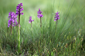 Wild orchid flowers in spring