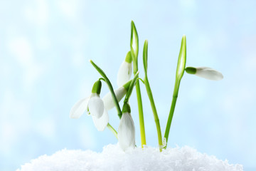 beautiful snowdrops in snow on blue background