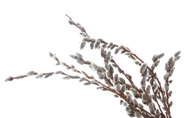 pussy-willow twigs isolated on white © Africa Studio