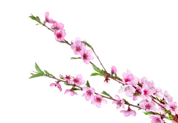 beautiful pink peach blossom isolated on white