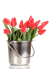 Beautiful tulips in bucket isolated on white