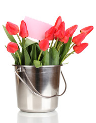 Beautiful tulips in bucket isolated on white
