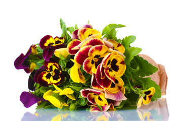 beautiful violet pansies isolated on a white .