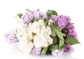 beautiful lilac flowers isolated on white