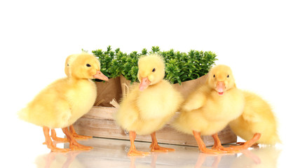 Duckling and bushes isolated on white
