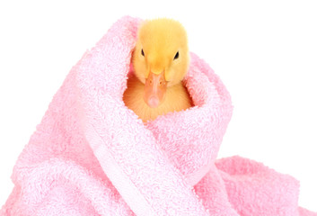 Duckling in towel isolated on white