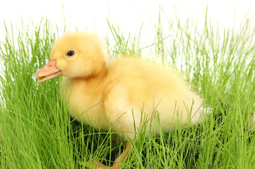 Duckling in green grass isolated on white