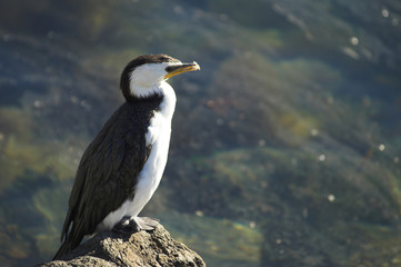 Little Pied Cormorant