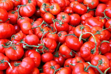 erntefrische Tomaten