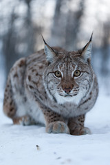 Lynx in snow