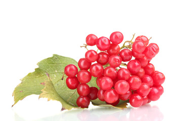 red berries of viburnum with leaf isolated on white