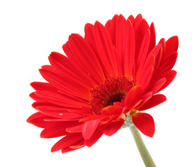 beautiful red gerbera isolated on white