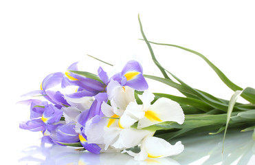 Fototapeta na wymiar Beautiful bright irises isolated on white