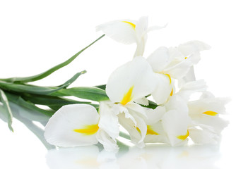Naklejka na ściany i meble Beautiful irises isolated on white