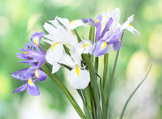 Beautiful bright irises on green background