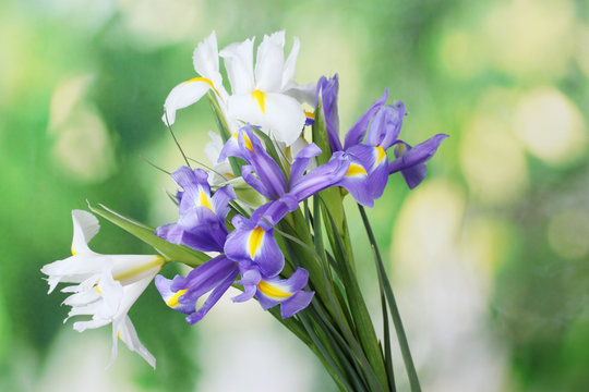 Beautiful bright irises on green background