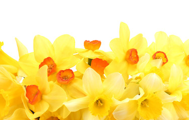 beautiful yellow daffodils isolated on white