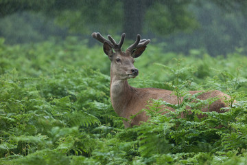 Deer in forest