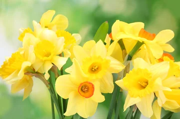 Deurstickers Narcis mooie gele narcissen op groene achtergrond