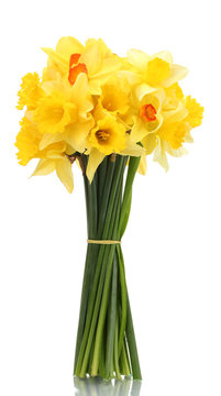 beautiful bouquet of yellow daffodils isolated on white