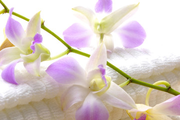 Spa concept ( towel and beautiful orchid )