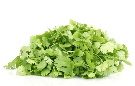 fresh coriander or cilantro isolated on white