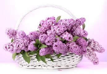 beautiful lilac flowers in basket on purple background