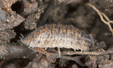 Woodlouse on wood, extreme close-up with high magnification