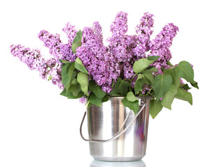 beautiful lilac flowers in metal bucket isolated on white