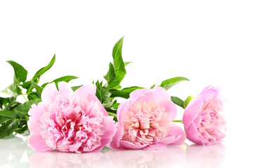 Three pink peonies isolated on white