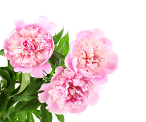Three pink peonies isolated on white
