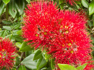 Closeup blossoms of NZ Christmas Tree Pohutukawa