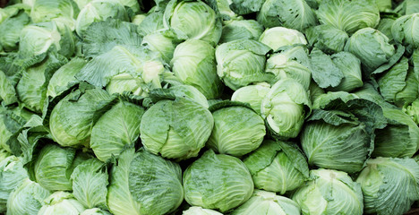 Fototapeta na wymiar Cabbages-Brassica oleracea