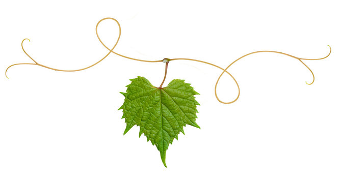 grape leaf