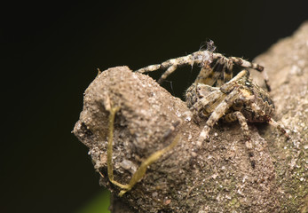 Araneus angulatus