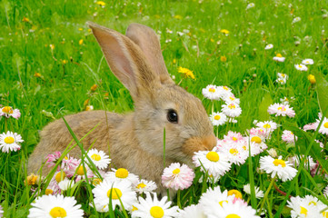 Cute Rabbit in the Garden with Flowers