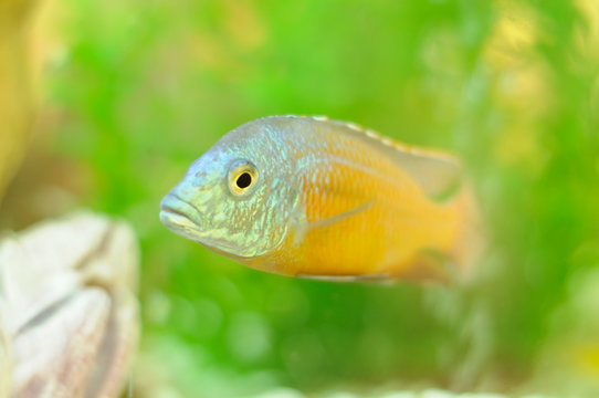 Copadichromis Fish in Aquarium