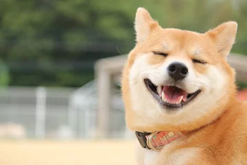 Keuken foto achterwand Hond Shiba inu met een glimlach